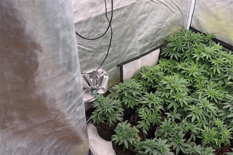 Uhićen Brođanin (35)! Policija pronašla tvornicu marihuane u njegovom domu